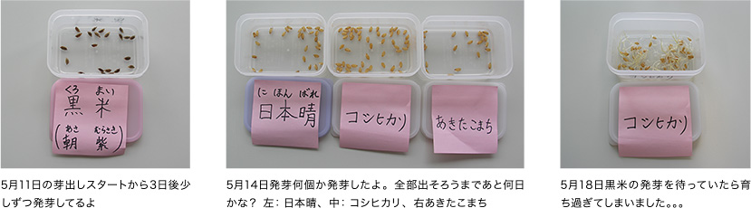 5月11日の芽出しスタートから3日後少しずつ発芽してるよ　5月14日発芽何個か発芽したよ。全部出そろうまであと何日かな？ 左：日本晴、中：コシヒカリ、右あきたこまち　5月18日黒米の発芽を待っていたら育ち過ぎてしまいました。。。
