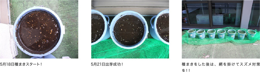 5月18日種まきスタート！、5月21日出芽成功！、種まきをした後は、網を掛けてスズメ対策を！！