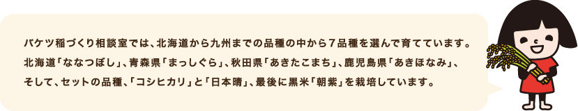 バケツ稲づくり相談室では、全国からの問い合わせに対応するため、北海道「ななつぼし」、青森県「まっしぐら」、秋田県「あきたこまち」、鹿児島県「あきほなみ」、そして、セットの品種、「コシヒカリ」と「日本晴」、黒米「朝紫（あさむらさき）」を栽培しています。