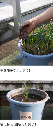 根を痛めないように！ 植え替え（田植え）完了！