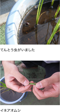 てんとう虫がいました　イネアオムシ