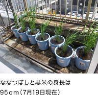 ななつぼしと黒米の身長は95ｃｍ（7月19日現在）