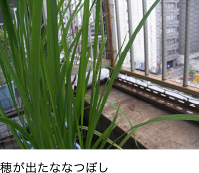 穂が出たななつぼし