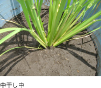 中干し中