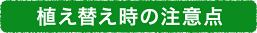 植え替え時の注意点
