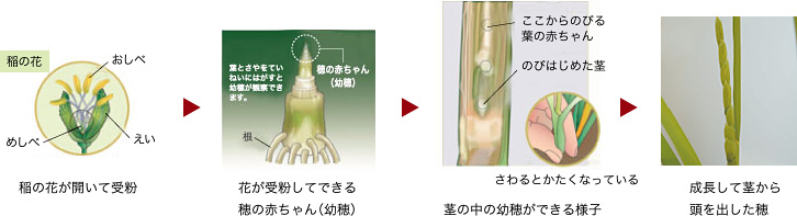 稲の花が開いて受粉　花が受粉してできる穂の赤ちゃん（幼穂）　茎の中の幼穂ができる様子　成長して茎から頭を出した穂