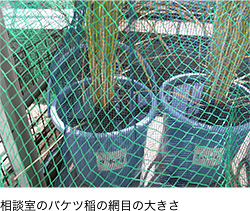 相談室のバケツ稲の網目の大きさ
