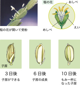 稲の花が開いて受粉　３日後子房ができる　6日後子房の成長　10日後もみ一杯になった子房