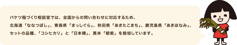 バケツ稲づくり相談室では、全国からの問い合わせに対応するため、北海道「ななつぼし」、青森県「まっしぐら」、秋田県「あきたこまち」、鹿児島県「あきほなみ」、セットの品種、「コシヒカリ」と「日本晴」、黒米「朝紫」を栽培しています。