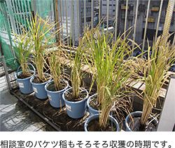 相談室のバケツ稲もそろそろ収獲の時期です。