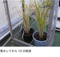 落水してから10日経過
