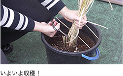 いよいよ収穫！