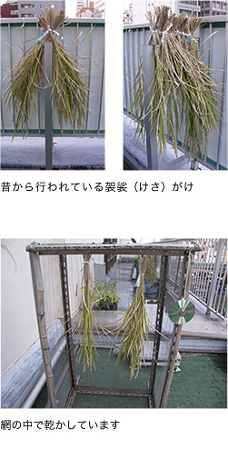 昔から行われている袈裟（けさ）がけ　網の中で乾かしています
