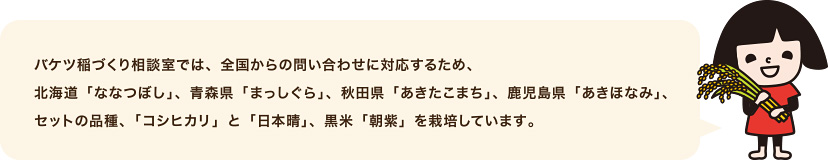 バケツ稲づくり相談室では、全国からの問い合わせに対応するため、北海道「ななつぼし」、青森県「まっしぐら」、秋田県「あきたこまち」、鹿児島県「あきほなみ」、セットの品種、「コシヒカリ」と「日本晴」、黒米「朝紫」を栽培しています。