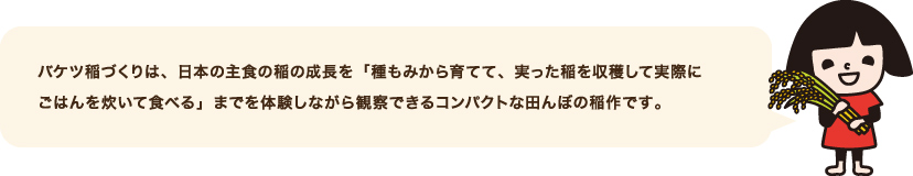 バケツ稲づくりは、日本の主食の稲の成長を「種もみから育てて、実った稲を収穫して実際にごはんを炊いて食べる」までを体験しながら観察できるコンパクトな田んぼの稲作です。