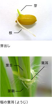 芽出し　稲の葉耳（ようじ）