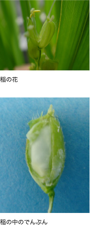 稲の花　稲の中のでんぷん