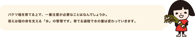 バケツ稲を育てる上で、一番注意が必要なことはなんでしょうか。答えは稲の命を支える「水」の管理です。育てる過程で水の量は変わっていきます。