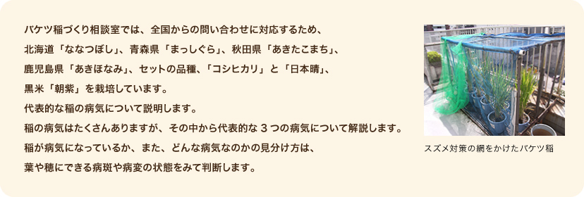 バケツ稲づくり相談室では、全国からの問い合わせに対応するため、北海道「ななつぼし」、青森県「まっしぐら」、秋田県「あきたこまち」、鹿児島県「あきほなみ」、セットの品種、「コシヒカリ」と「日本晴」、黒米「朝紫」を栽培しています。代表的な稲の病気について説明します。稲の病気はたくさんありますが、その中から代表的な3つの病気について解説します。稲が病気になっているか、また、どんな病気なのかの見分け方は、葉や穂にできる病斑や病変の状態をみて判断します。