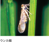 ウンカ類