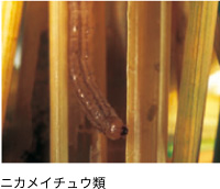 ニカメイチュウ類