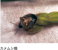 カメムシ類