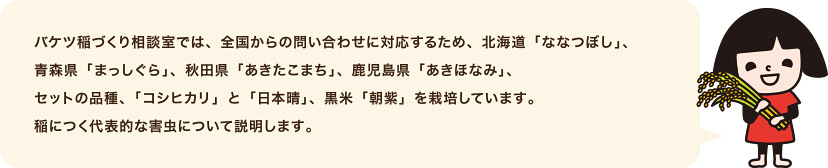 バケツ稲づくり相談室では、全国からの問い合わせに対応するため、北海道「ななつぼし」、青森県「まっしぐら」、秋田県「あきたこまち」、鹿児島県「あきほなみ」、セットの品種、「コシヒカリ」と「日本晴」、黒米「朝紫」を栽培しています。稲につく代表的な害虫について説明します。