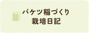 バケツ稲日記