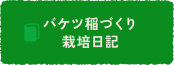 バケツ稲日記