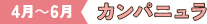 4月～5月 クレマチス
