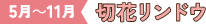 4月～6月 カンパニュラ