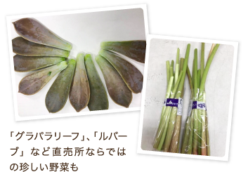 「グラパラリーフ」、「ルバーブ」など直売所ならではの珍しい野菜も