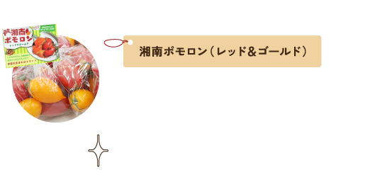 湘南ポモロン（レッド＆ゴールド）
