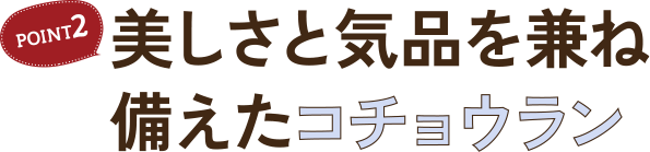 美しさと気品を兼ね備えたコチョウラン