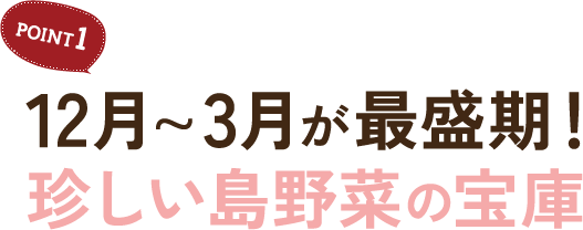 POINT1 12月~3月が最盛期！珍しい島野菜の宝庫