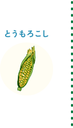 とうもろこし