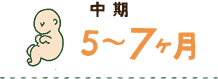 中期 5～7ヶ月