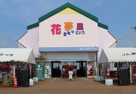 花夢里にいつの写真