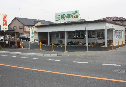 あんあん葉鹿