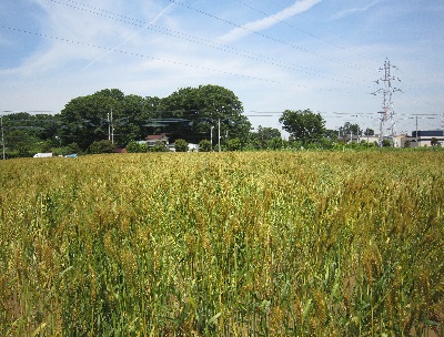 柳久保小麦