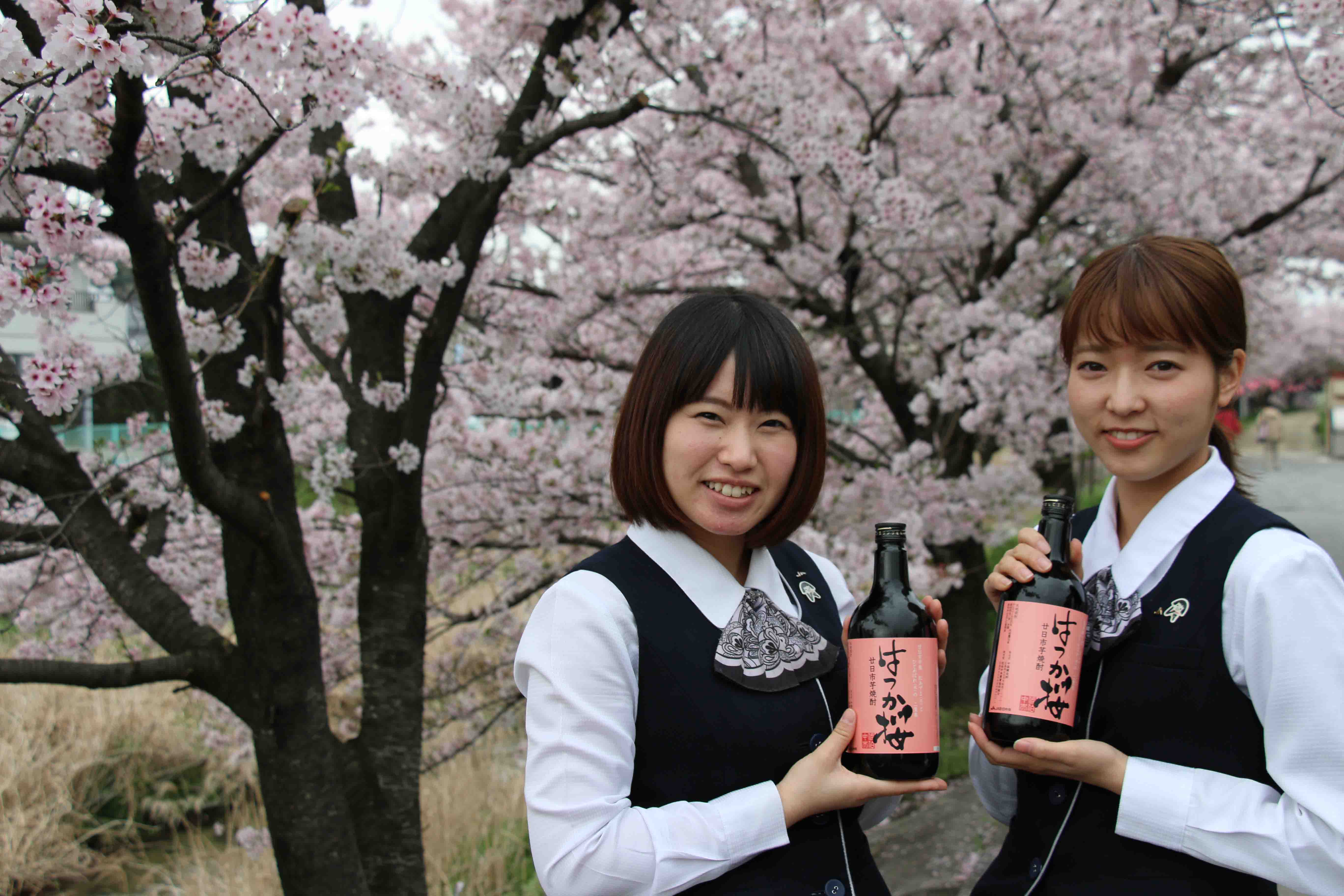 廿日市芋焼酎 はつか桜
