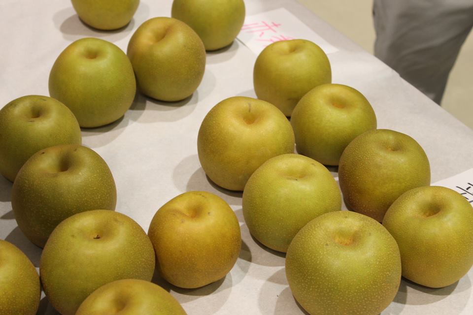 新甘泉(しんかんせん)・未来を担う新品種