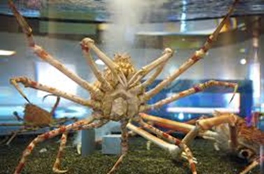 鳥取県立とっとり賀露かにっこ館