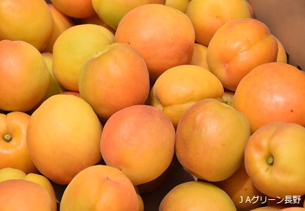 あんず(6月~7月初旬)