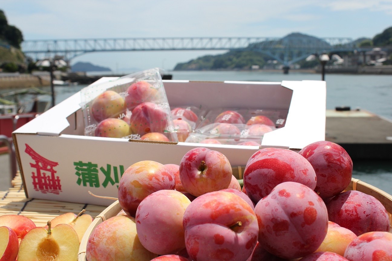 スモモ