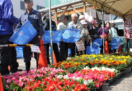 花苗